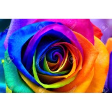 RAINBOW ROSES